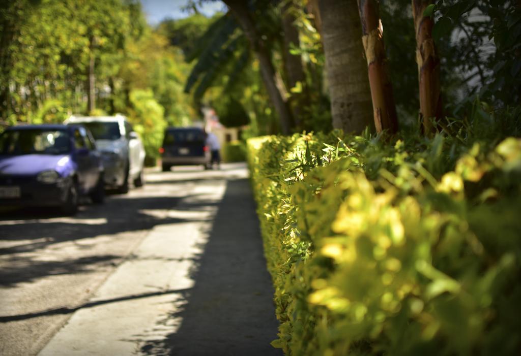 Suites La Flor Sagrada Xochitepec Exteriér fotografie